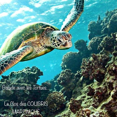 LODGE PAMPLEMOUSSE avec PISCINE privative , dans parc calme à 500 m plage Le Carbet Esterno foto